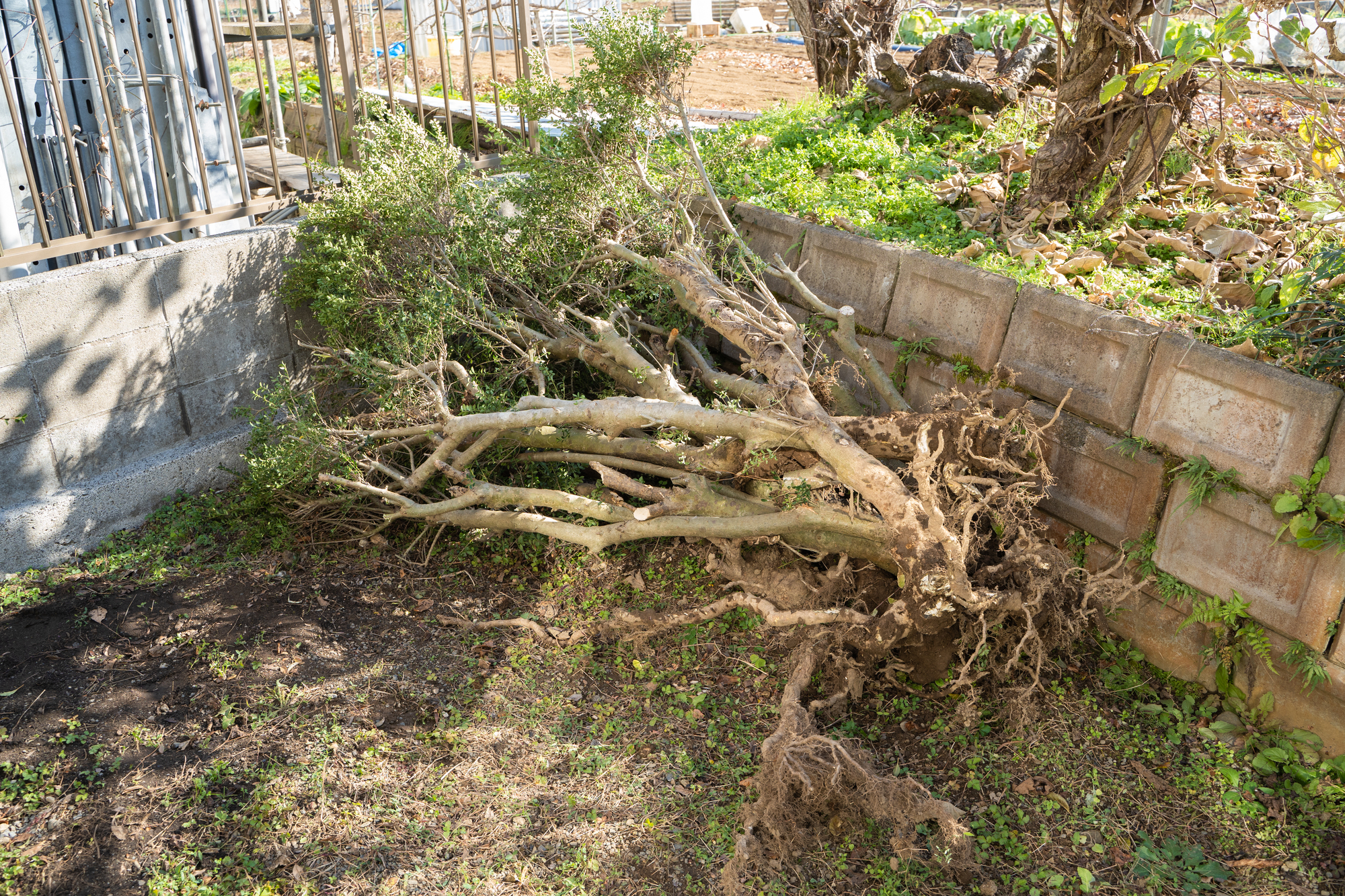 古い庭をリフォームをするとき必要になる3つの費用